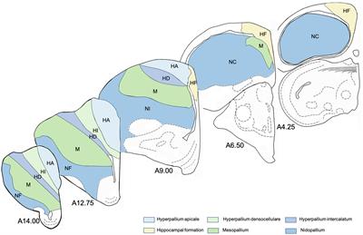 Regional Patterning of Adult Neurogenesis in the Homing Pigeon’s Brain